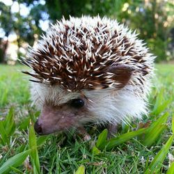 Close-up of animal on grass