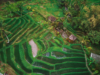 High angle view of agricultural field