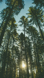 Low angle view of sunlight streaming through trees in forest