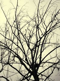 Low angle view of bare trees against sky