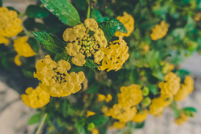 Close-up of yellow flowers