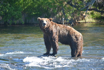 Horse standing in a river