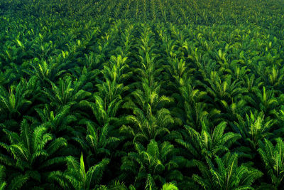 Full frame shot of plants