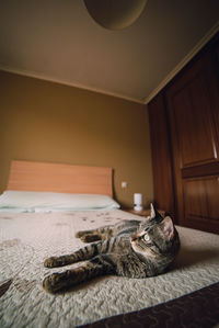 Cat resting on bed at home