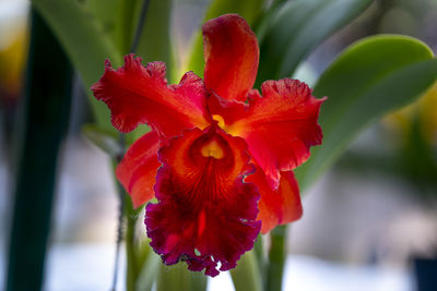 Close-up of red flower