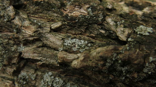 Full frame shot of tree trunk