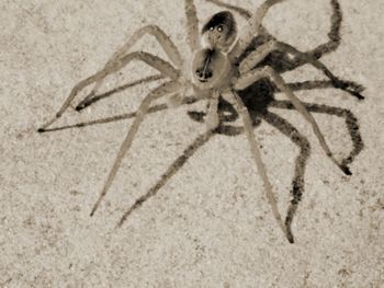Close-up of spider on the sand