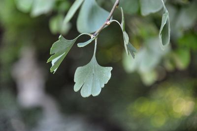 Close-up of raindrops on plant