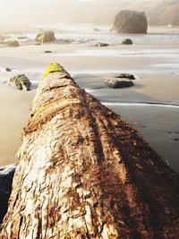 Close-up of tree trunk by sea against sky