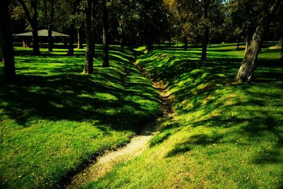 Trees on grassy field