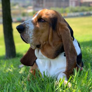 Dog looking away on field