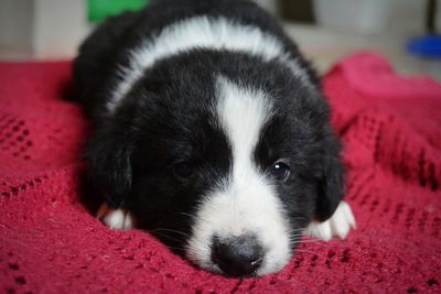 Close-up portrait of dog