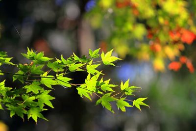 Close-up of fresh green plant