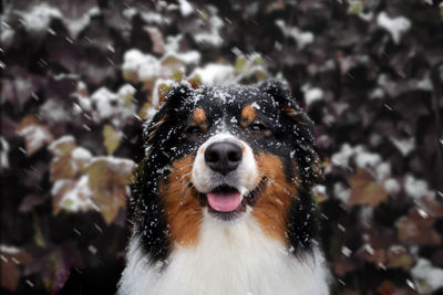 Close-up of dog during snowfall