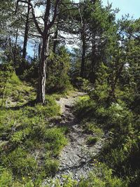 Trees in forest