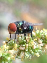 Close-up of fly on flower