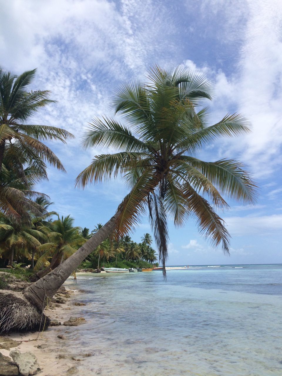 tree, sky, water, sea, tranquility, tranquil scene, scenics, beauty in nature, horizon over water, palm tree, nature, cloud - sky, beach, cloud, growth, shore, idyllic, tree trunk, branch, day