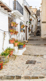 Potted plant against building