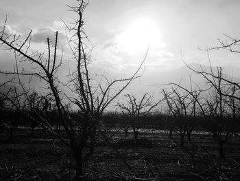 Bare trees on landscape against sky