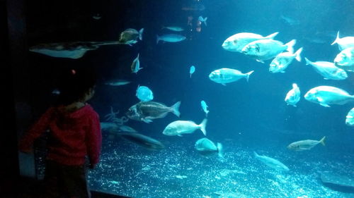 Underwater view of fish swimming in aquarium