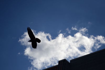 Low angle view of bird flying against sky