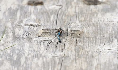 High angle view of dragonfly on wood