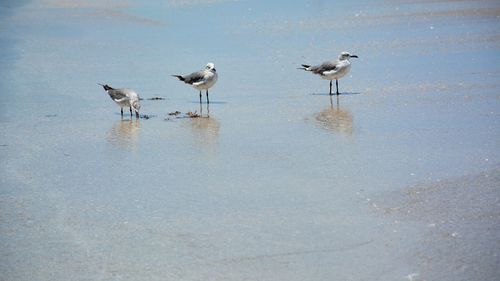 Seagulls on beach in tidewater casting reflections