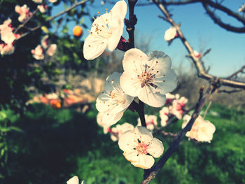 Close-up of cherry blossom