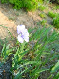 Close-up of purple flowering plant on field