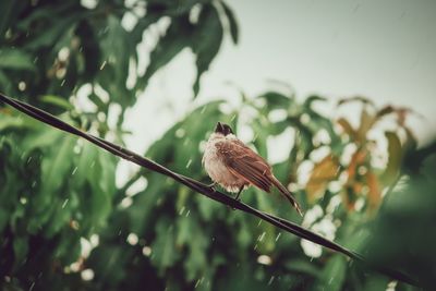 Low angle view of bird perching on tree