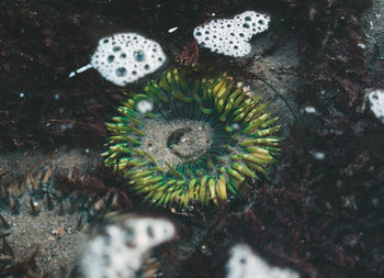 Close-up of jellyfish swimming in sea