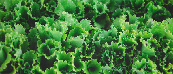 Banner with texture of organic healthy green lettuce plants