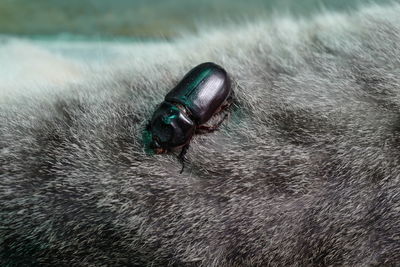 Close-up of duck swimming in sea
