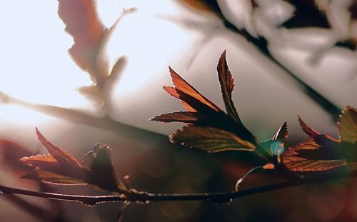 Close-up of plant against blurred background