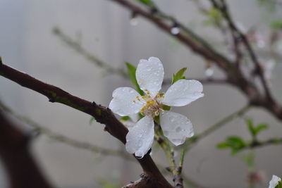 Close-up of white cherry blossom on tree