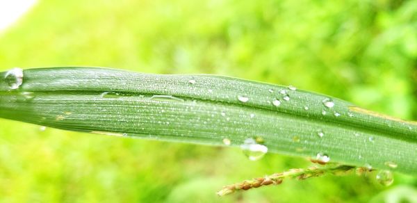 Close-up of raindrops on green leaves