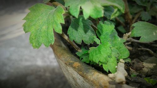 Close-up of green leaf on plant