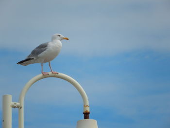 Seagull perching on railing