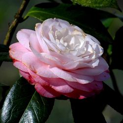 Close-up of pink rose