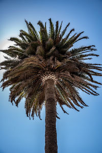 Low angle view of palm tree against blue sky