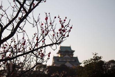 Low angle view of tree against sky at sunset