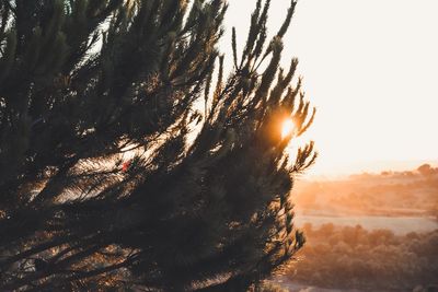 Close-up of tree at sunset