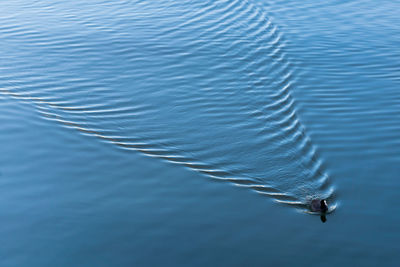 High angle view of duck swimming in lake