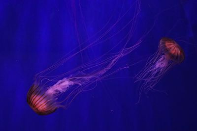 Jellyfish