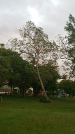 Scenic view of grassy field against sky