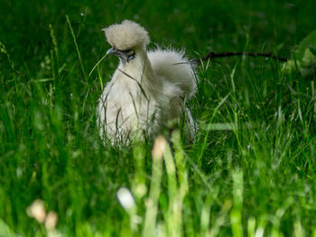 Close-up of a bird on field