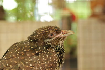 Close-up of bird perching outdoors