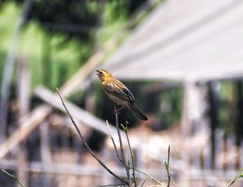 Close-up of bird perching on a plant