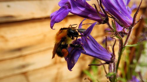 Close-up of bee on purple flower