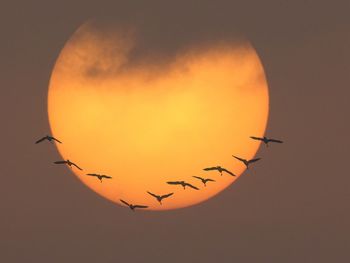 Low angle view of birds flying against orange sky